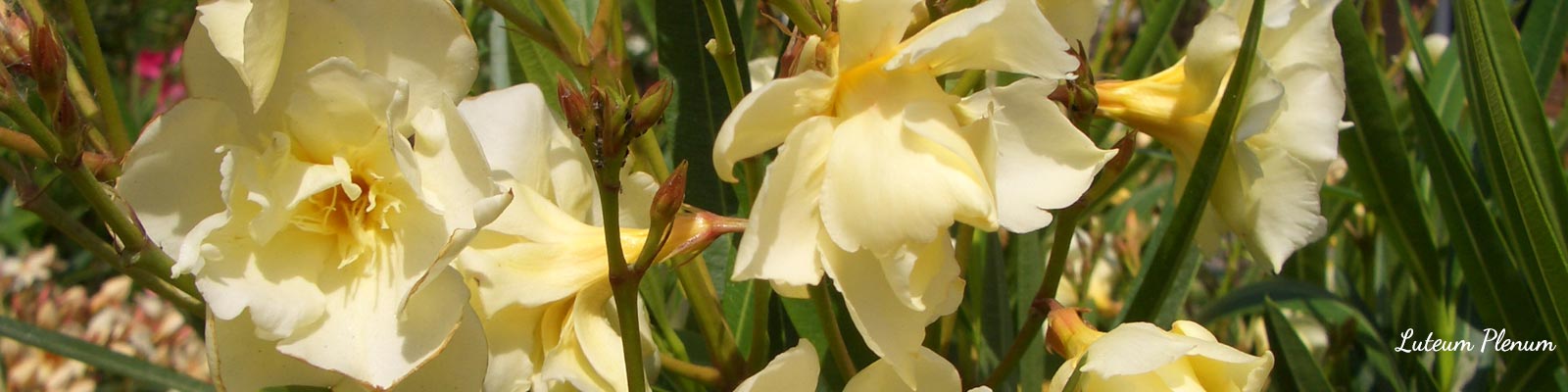 3 Talee Di Oleandro | Varietà Miste Di Colori (Giallo, Rosso - Foto 3