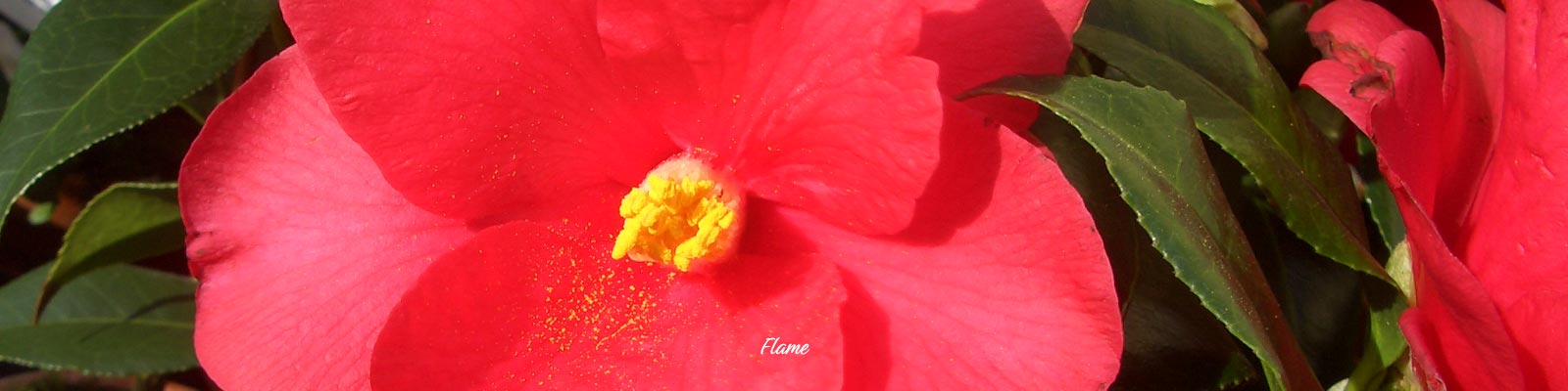 Flame | Oleandershop